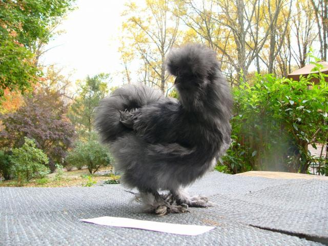48259_cockerel1mon3.jpg