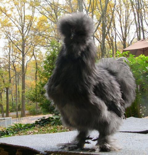 48259_cockerel1mon4.jpg