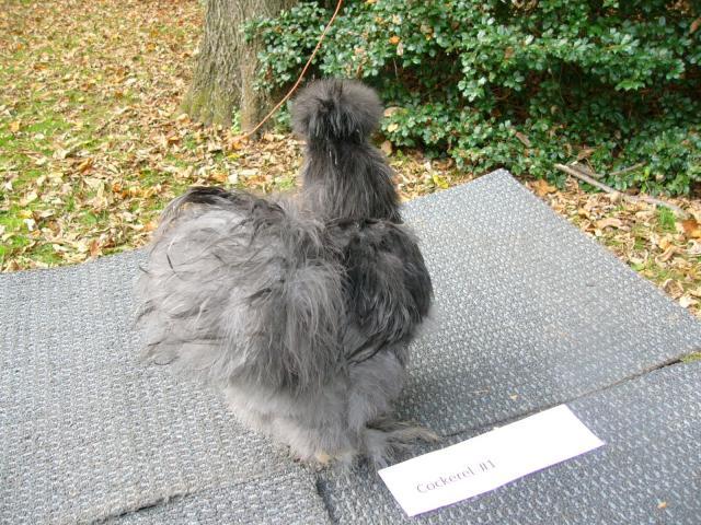 48259_cockerel1mon5.jpg