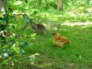 48259_crazyrooster.jpg