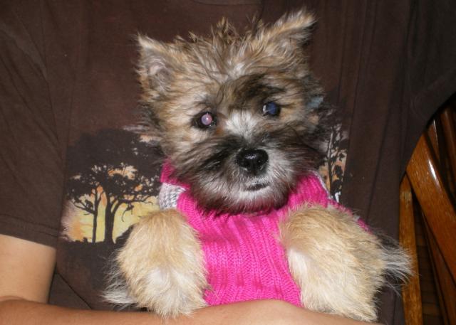 48259_piperinsweater3.jpg
