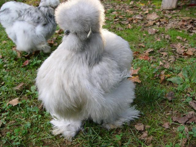 48259_porcpullet091910.jpg