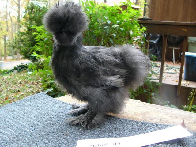 48259_pullet1mon1.jpg