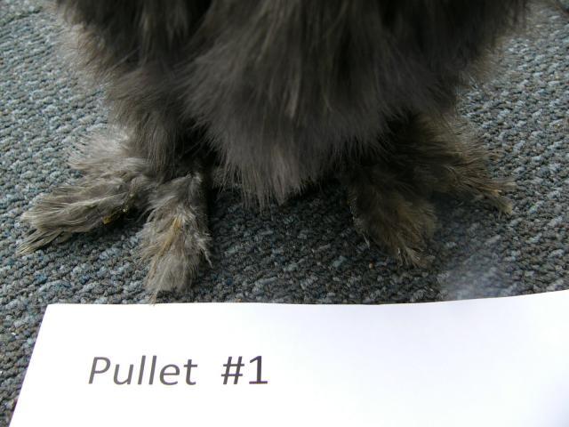 48259_pullet1mon6.jpg