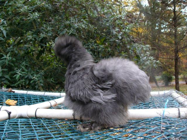 48259_pullet2d.jpg