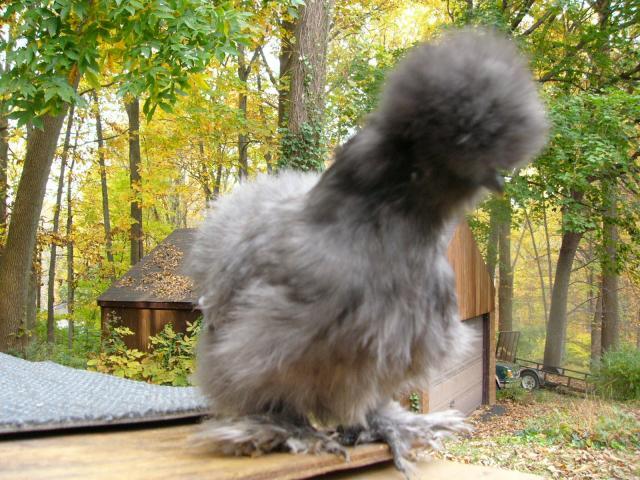 48259_pullet2mon5.jpg