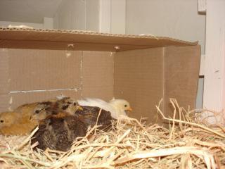 48269_2010_april_chicks_003.jpg