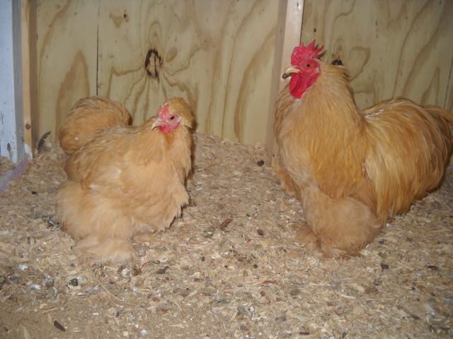 4828_birds_2_016.jpg