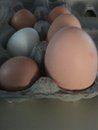 48321_bigegg.jpg