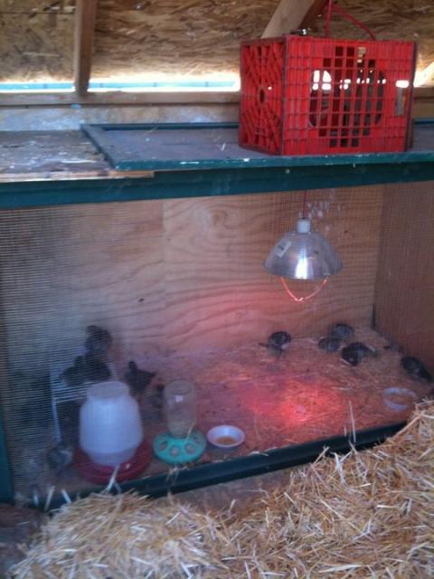 48321_brooder3.jpg