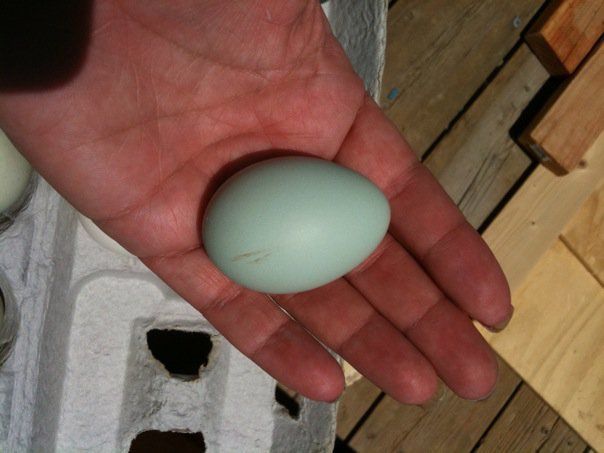 48321_first_egg.jpg