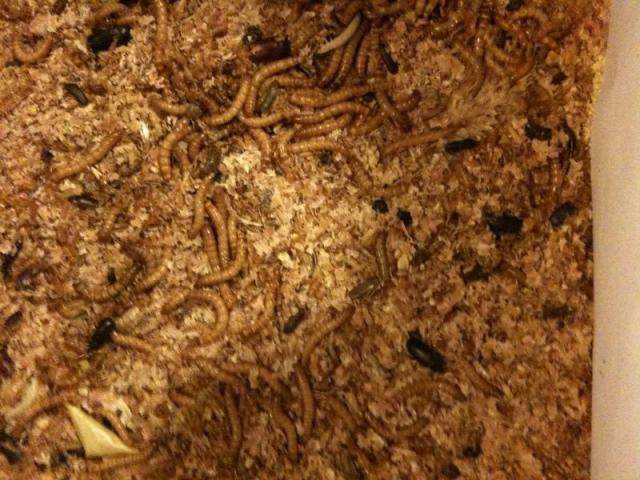 48321_mealworms.jpg