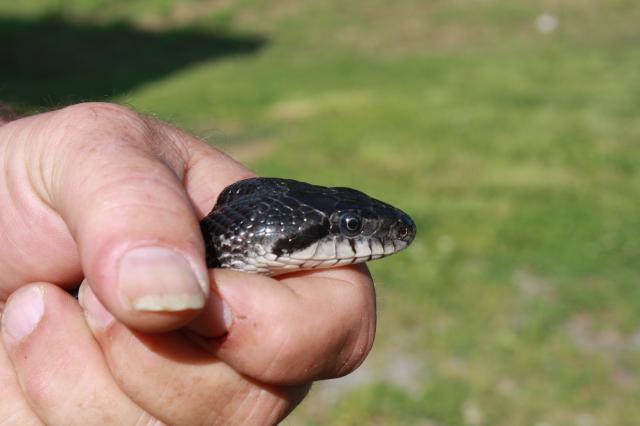 48326_dads_2nd_snake_of_the_day_005.jpg