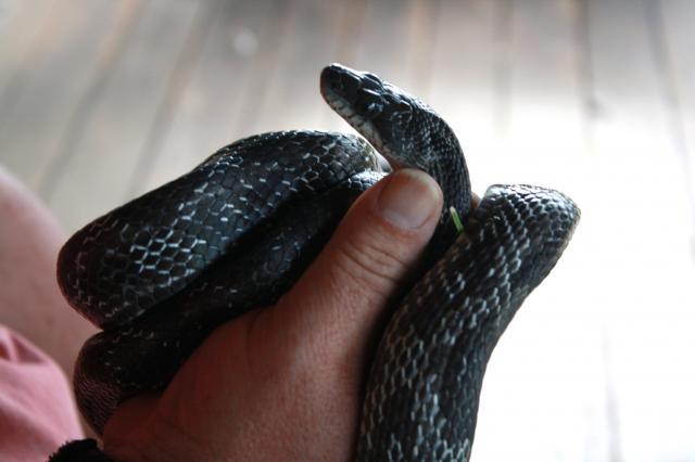 48326_dads_chicken_snake_001.jpg
