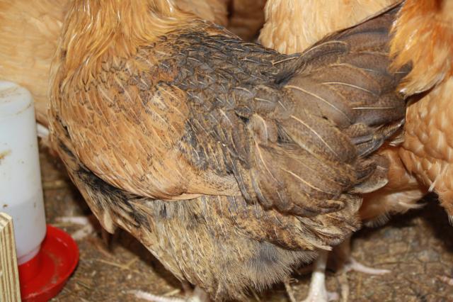 48326_geese_and_chickens_079.jpg