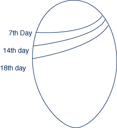 48355_aircellsize.gif