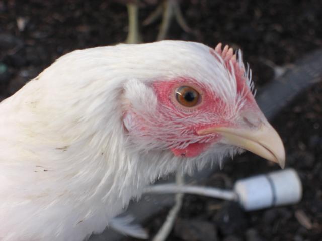 48355_cimg2525.jpg