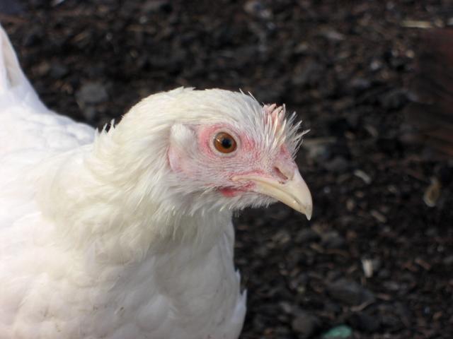48355_cimg2527.jpg