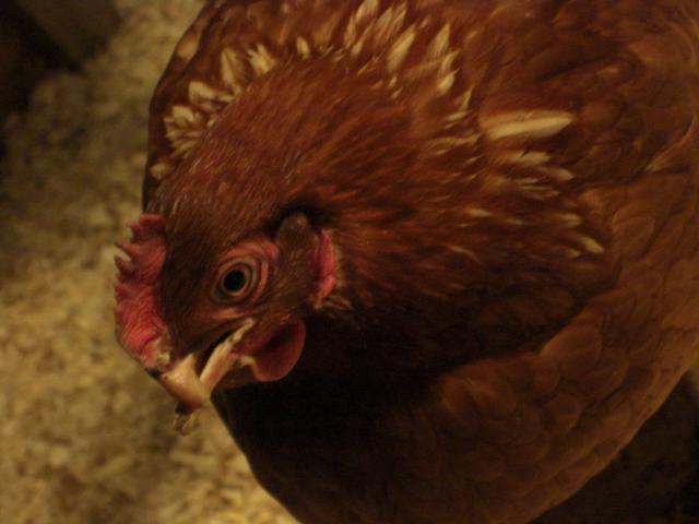 48355_cimg2680.jpg