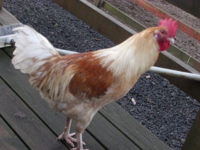 48355_cimg3574.jpg