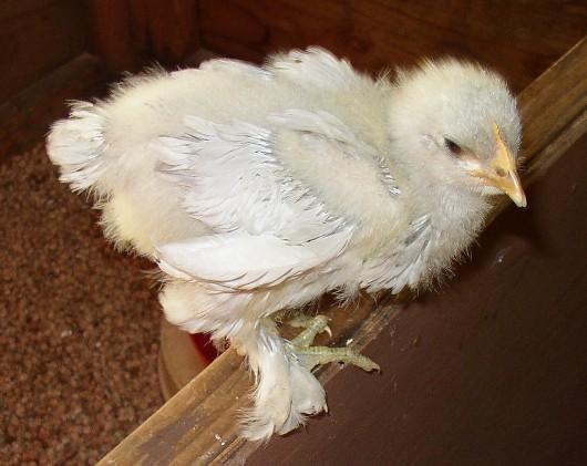 48358_cupid35wks.jpg