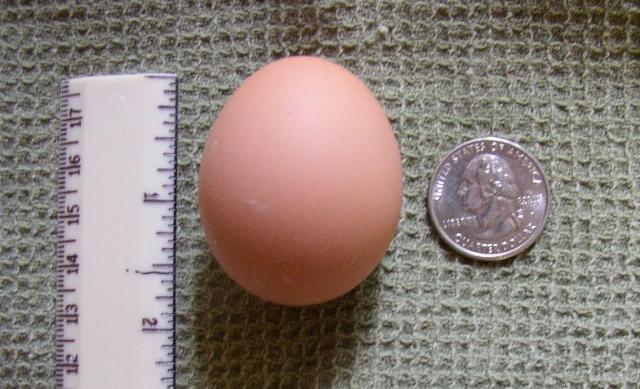 48358_firstegg.jpg