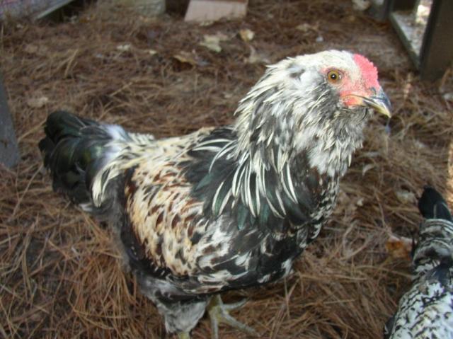 48358_sundaedude2.jpg