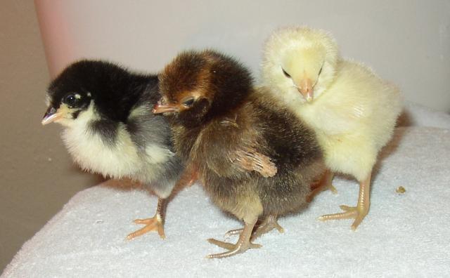48358_trio.jpg