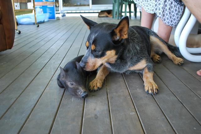 48408_animals_from_home_and_parents_024.jpg