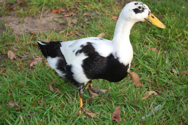 48408_animals_from_home_and_parents_063.jpg