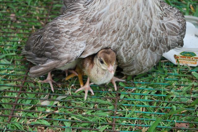 48408_animals_from_home_and_parents_067.jpg