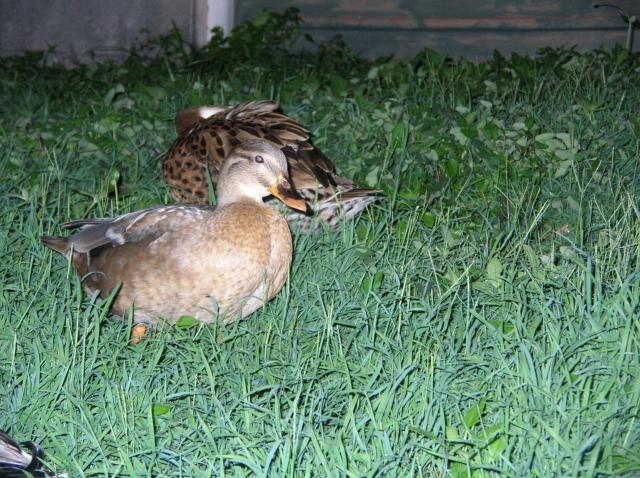 48408_blue_fawn_call_duck.jpg