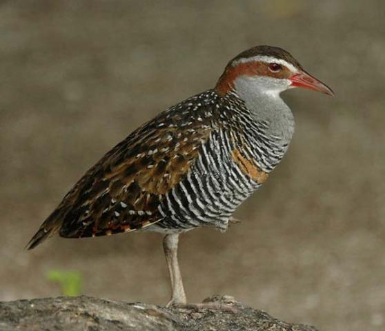 48408_buff-banded-rail-1.jpg
