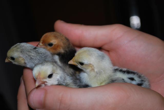 48408_chickens_rails_and_frogs_024.jpg