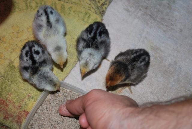 48408_chickens_rails_and_frogs_027.jpg