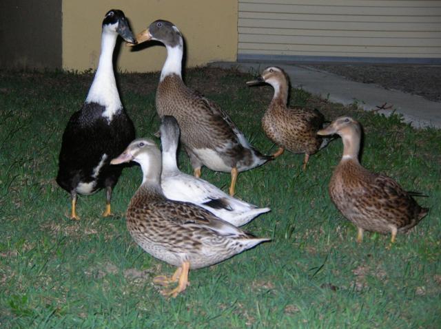 48408_dogs_and_ducks_david_111.jpg