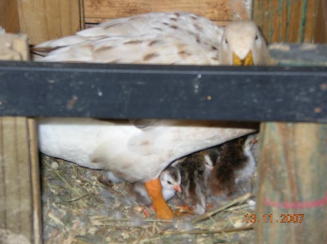 48408_duckie_with_her_guinea_fowl_babies_no_4.jpg