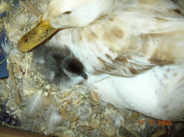 48408_duckie_with_wood_ducks.jpg
