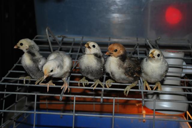48408_ducks_chickens_and_rails_029.jpg