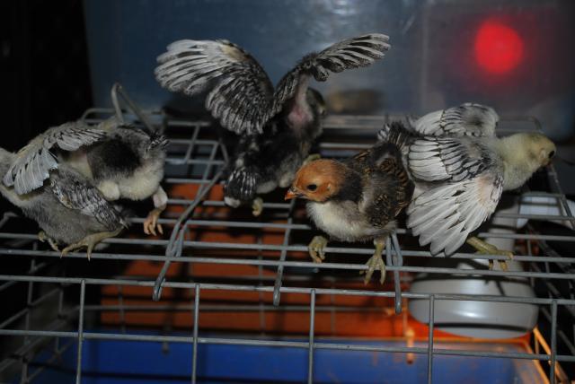 48408_ducks_chickens_and_rails_030.jpg