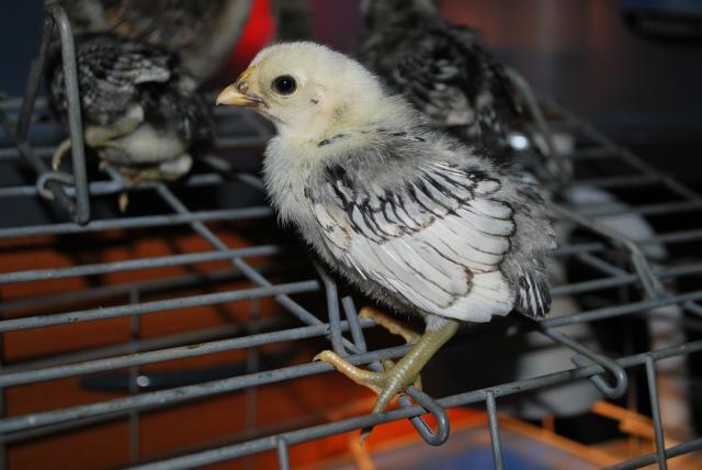 48408_ducks_chickens_and_rails_032.jpg
