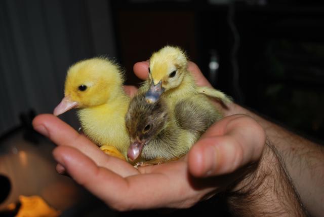 48408_ducks_chickens_and_rails_038.jpg