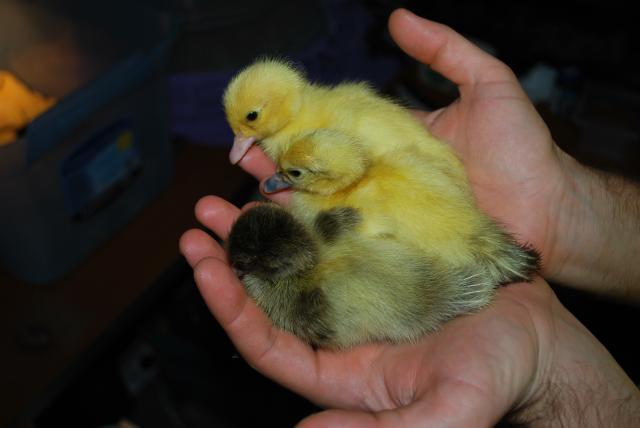 48408_ducks_chickens_and_rails_042.jpg