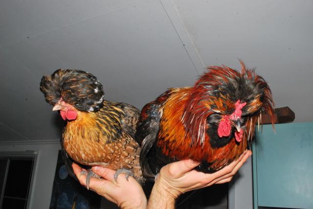 48408_fogs_animals_around_home_birds_and_chooks_096.jpg