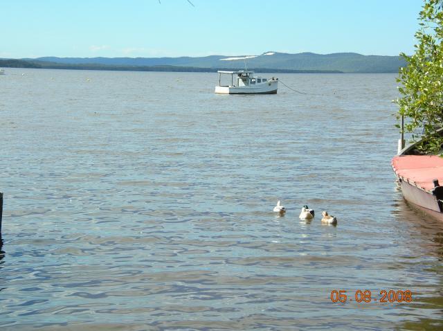 48408_jasmine_duckie_putka_and_drakey_1.jpg