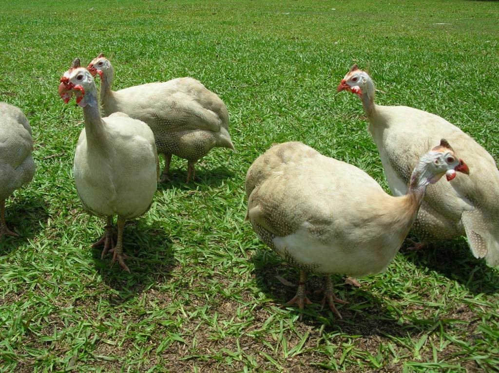 48408_mainly_poultry_old_nikon_camera_036.jpg