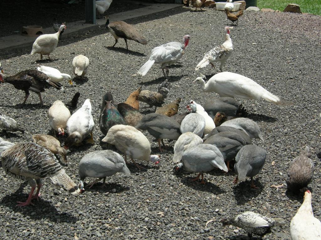 48408_mainly_poultry_old_nikon_camera_045.jpg