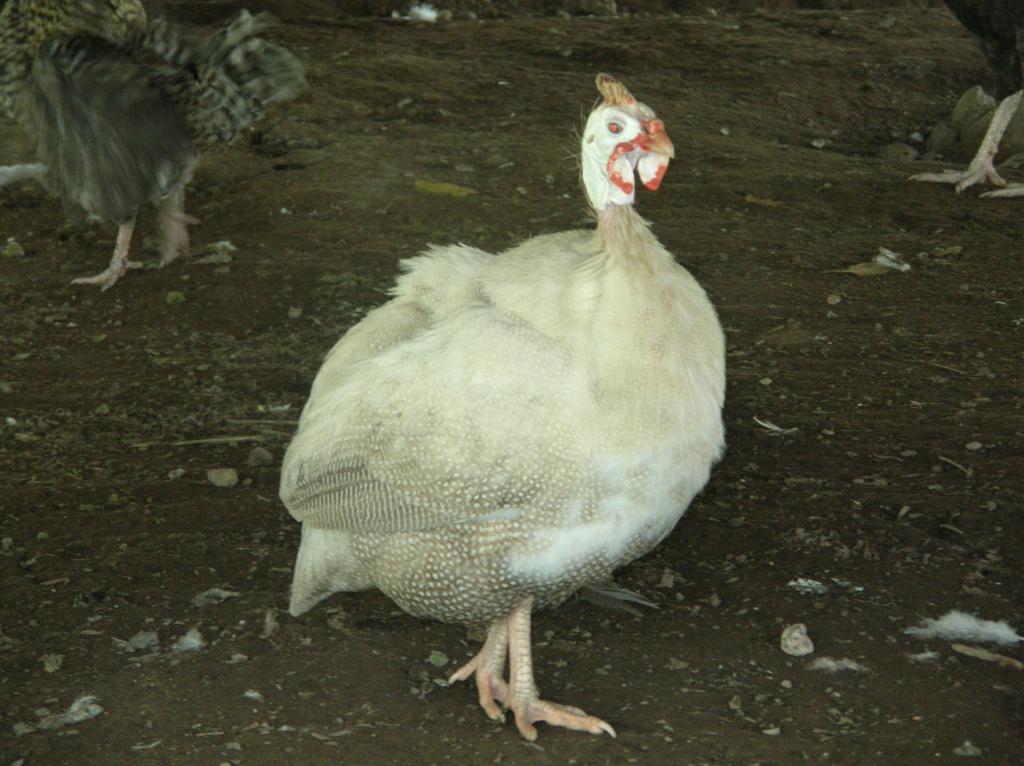 48408_mainly_poultry_old_nikon_camera_047.jpg