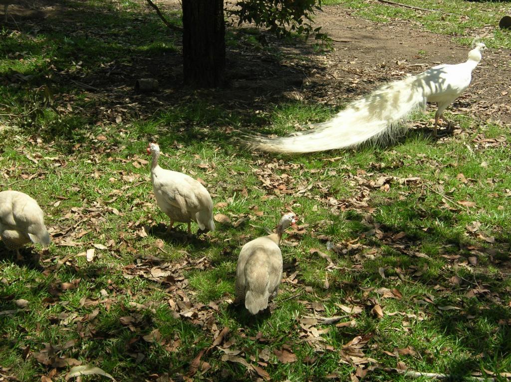 48408_mainly_poultry_old_nikon_camera_049.jpg
