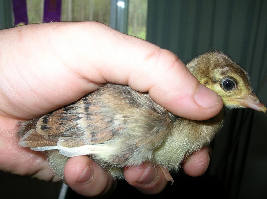 48408_mainly_poultry_old_nikon_camera_056.jpg